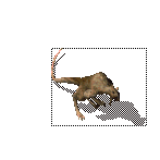 传奇大老鼠属性